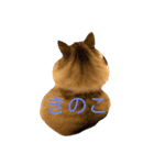 にゃんすたぐらむだにゃん（個別スタンプ：4）