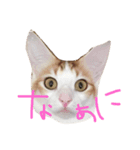 にゃんすたぐらむだにゃん（個別スタンプ：5）