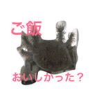 野良猫 親分さん（個別スタンプ：16）