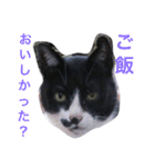 野良猫 親分さん（個別スタンプ：17）