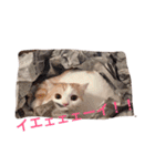 それいけ らんまる！（個別スタンプ：8）