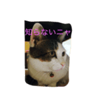 猫のマロミ（個別スタンプ：3）