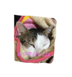 猫のマロミ（個別スタンプ：5）