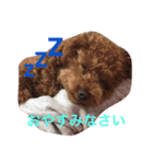 トイプードルのいっちゃん♡りんちゃん♡（個別スタンプ：3）