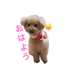 トイプードルのいっちゃん♡りんちゃん♡（個別スタンプ：5）