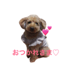 トイプードルのいっちゃん♡りんちゃん♡（個別スタンプ：6）