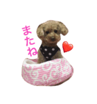 トイプードルのいっちゃん♡りんちゃん♡（個別スタンプ：8）