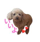 トイプードルのいっちゃん♡りんちゃん♡（個別スタンプ：10）