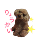 トイプードルのいっちゃん♡りんちゃん♡（個別スタンプ：14）