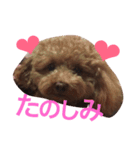 トイプードルのいっちゃん♡りんちゃん♡（個別スタンプ：15）