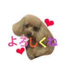 トイプードルのいっちゃん♡りんちゃん♡（個別スタンプ：16）