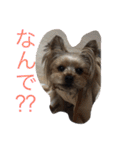 ヨーキーのムギムギ1（個別スタンプ：11）