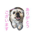 ヨーキーのムギムギ1（個別スタンプ：12）