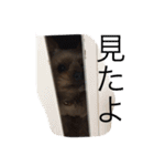 ヨーキーのムギムギ1（個別スタンプ：14）