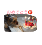 ヨーキーのムギムギ1（個別スタンプ：15）