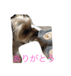 ヨーキーのムギムギ1（個別スタンプ：18）