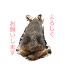ヨーキーのムギムギ1（個別スタンプ：21）