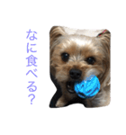 ヨーキーのムギムギ1（個別スタンプ：24）