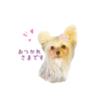 ヨーキーのえるくん（個別スタンプ：1）