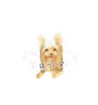 ヨーキーのえるくん（個別スタンプ：5）