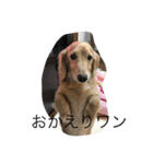 ワンワンスタンプ（個別スタンプ：1）