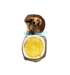 ワンワンスタンプ（個別スタンプ：6）