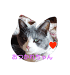 アニマルちゃん応援しています！（個別スタンプ：1）