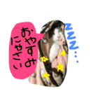 トムの気ままスタンプ2！（個別スタンプ：1）
