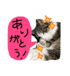 トムの気ままスタンプ2！（個別スタンプ：3）
