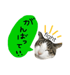 トムの気ままスタンプ2！（個別スタンプ：5）