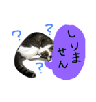 トムの気ままスタンプ2！（個別スタンプ：11）