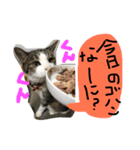 トムの気ままスタンプ2！（個別スタンプ：14）