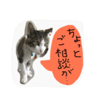 トムの気ままスタンプ2！（個別スタンプ：20）