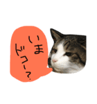 トムの気ままスタンプ2！（個別スタンプ：22）