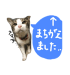 トムの気ままスタンプ2！（個別スタンプ：23）