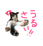 トムの気ままスタンプ2！（個別スタンプ：30）