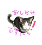 トムの気ままスタンプ2！（個別スタンプ：33）