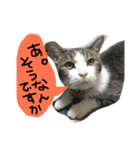 トムの気ままスタンプ2！（個別スタンプ：37）