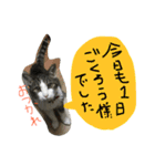 トムの気ままスタンプ2！（個別スタンプ：39）