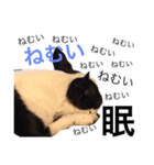 レイトン＆いくら（個別スタンプ：2）