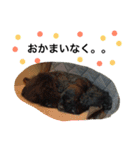 のあ桜(コッカー)+える2（個別スタンプ：21）