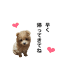 麦太#ポメプー（個別スタンプ：9）