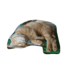 ねこ まったり（個別スタンプ：3）