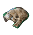 ねこ まったり（個別スタンプ：4）