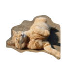 ねこ まったり（個別スタンプ：5）