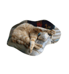 ねこ まったり（個別スタンプ：8）