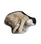 ねこ まったり（個別スタンプ：9）