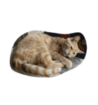 ねこ まったり（個別スタンプ：10）