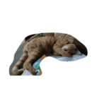 ねこ まったり（個別スタンプ：11）