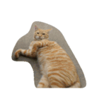 ねこ まったり（個別スタンプ：13）